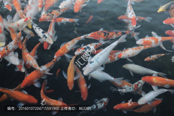 觀賞魚魚群