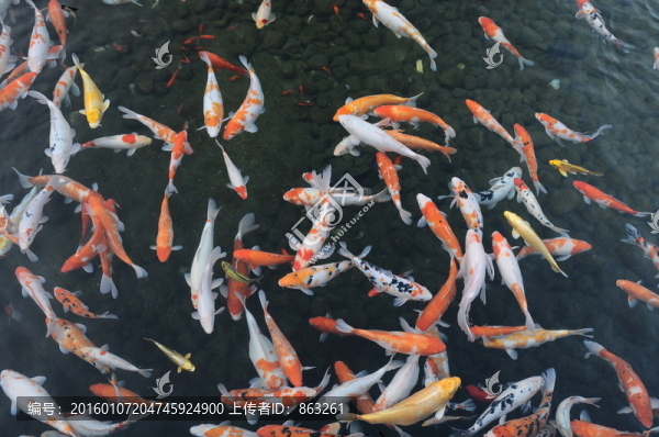 觀賞魚,鯉魚