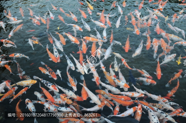 觀賞魚,鯉魚