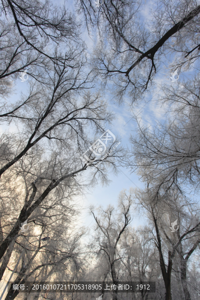 樹林