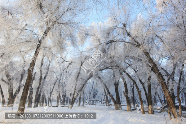 樹林