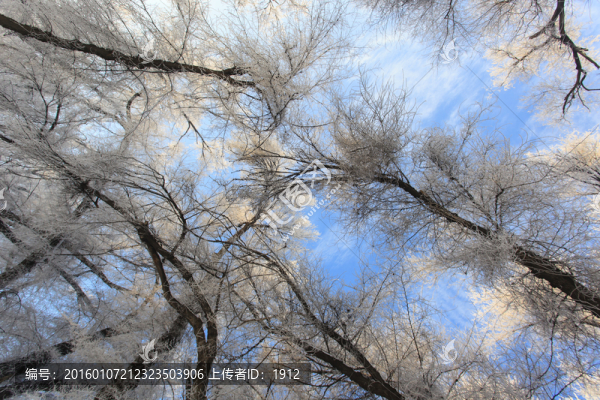 樹林