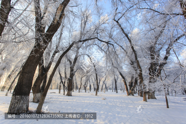 樹林