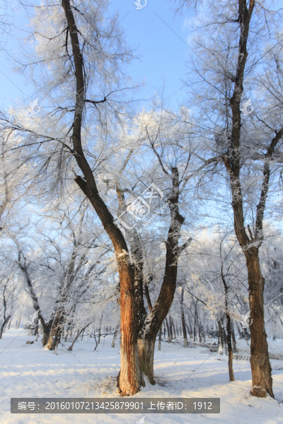 樹林