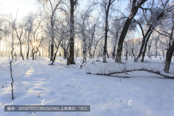 樹林