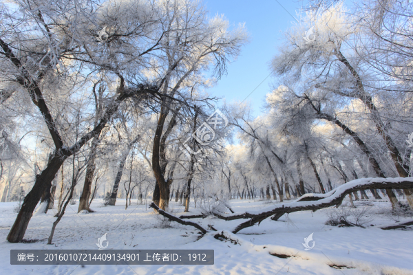 樹林