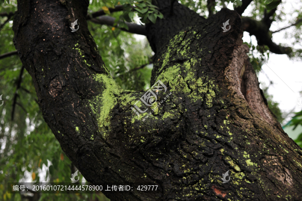 樹(shù)皮,,老樹(shù),,樹(shù)上苔蘚