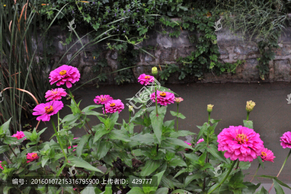水邊花草,,紫色花