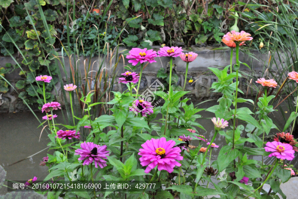 水邊花,,紫色花,,花草