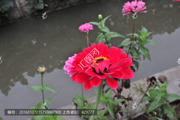 路邊小花,花特寫