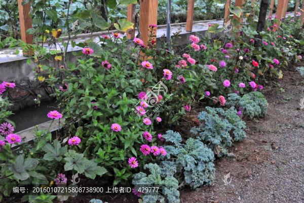紫色花,,小花