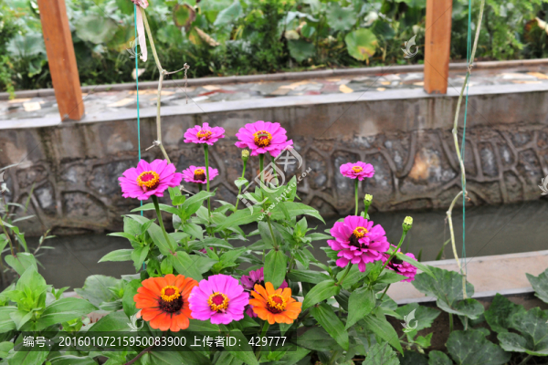 紫色花,,路邊花