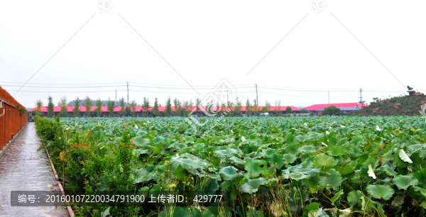 蓮藕種植,藕花,藕池