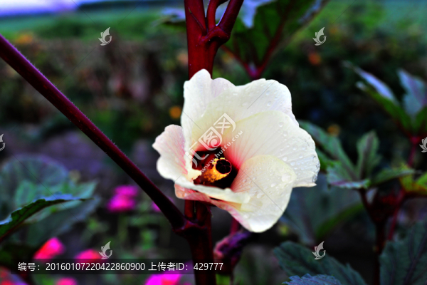 秋葵花,紅秋葵,,秋葵