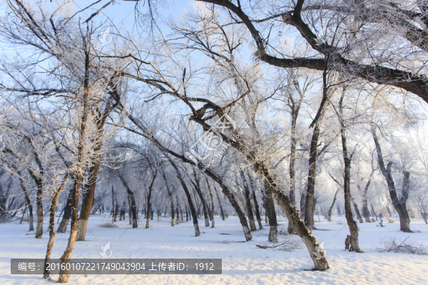 樹林