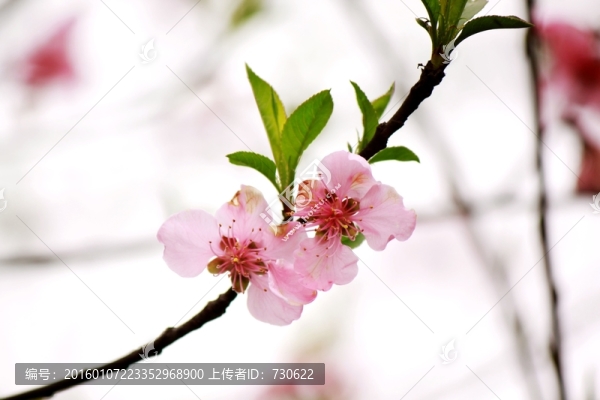 桃花