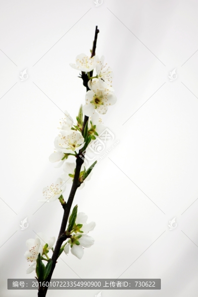 梨花