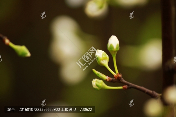 梨花