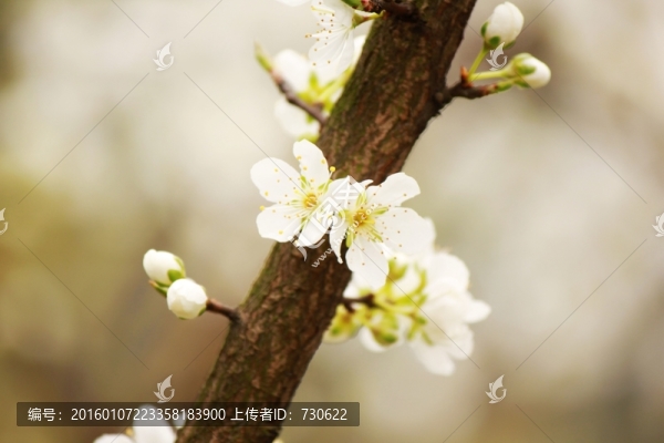 梨花