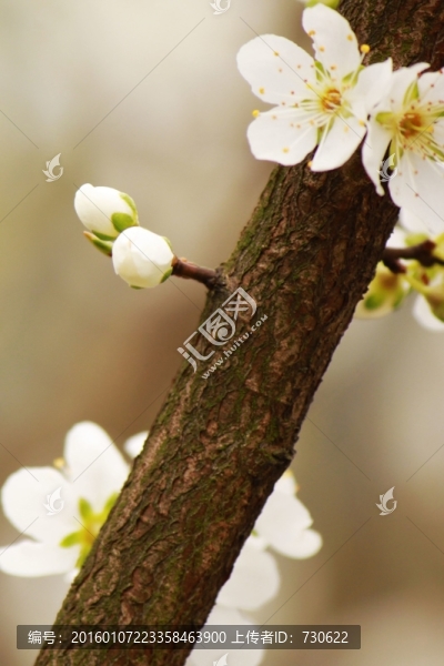 梨花