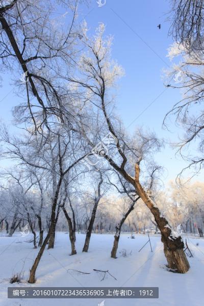 樹林
