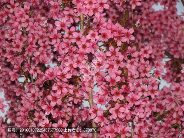 櫻桃花