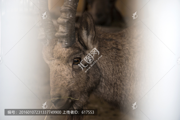 山羊