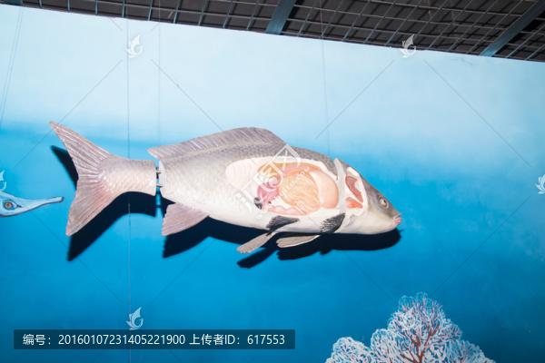 魚(yú)模型