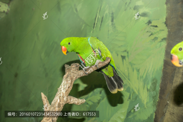 鸚鵡