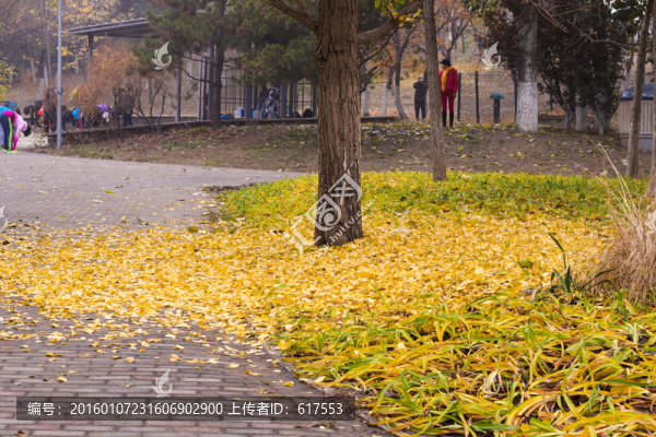 秋天落葉