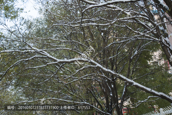 雪后樹枝