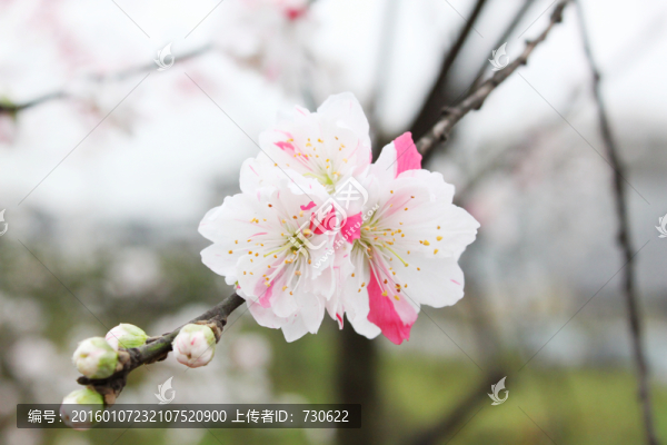 桃花