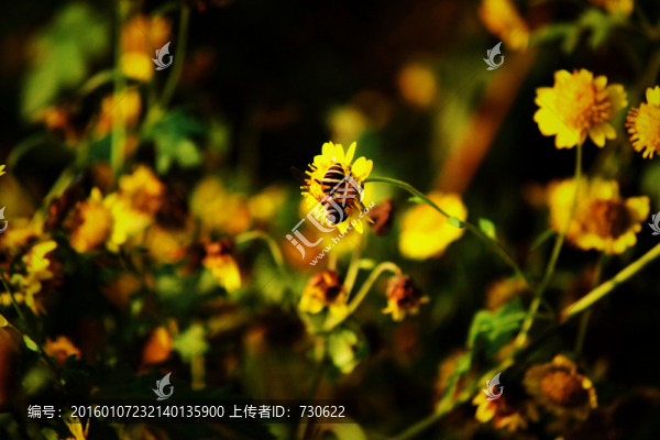 小雛菊