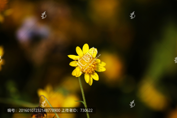 小雛菊