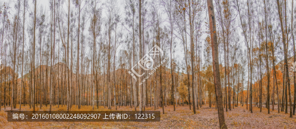 金秋,全景圖