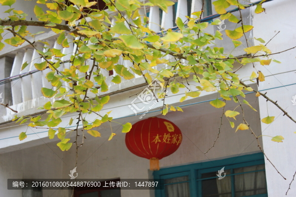 銀杏