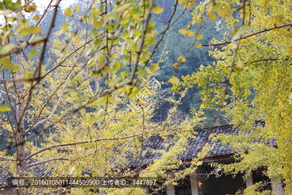 銀杏