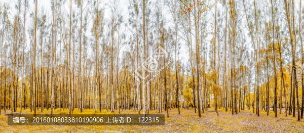 白樺林,秋景