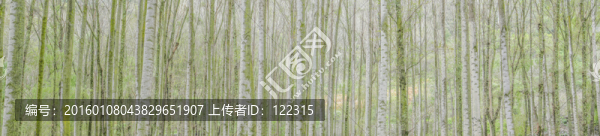白樺林
