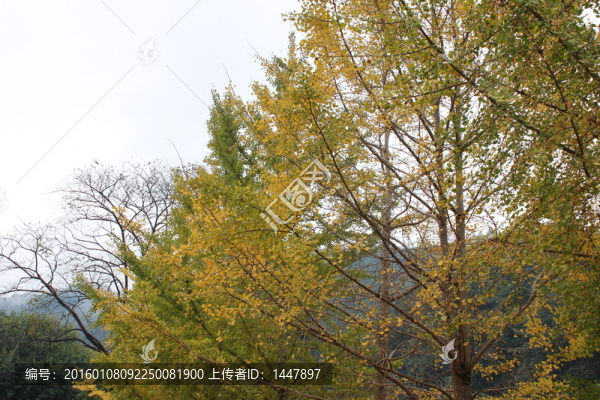 銀杏