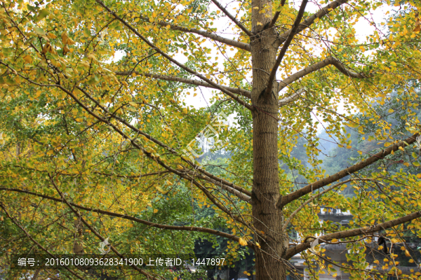銀杏