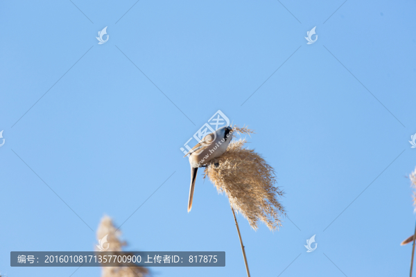 紋須雀