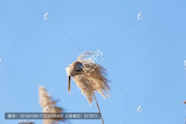 紋須雀