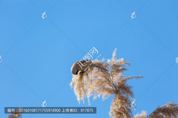 紋須雀