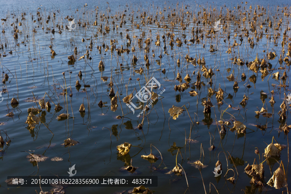 湖