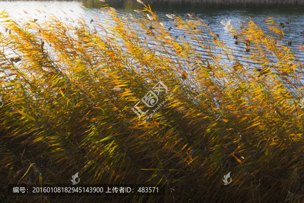 湖