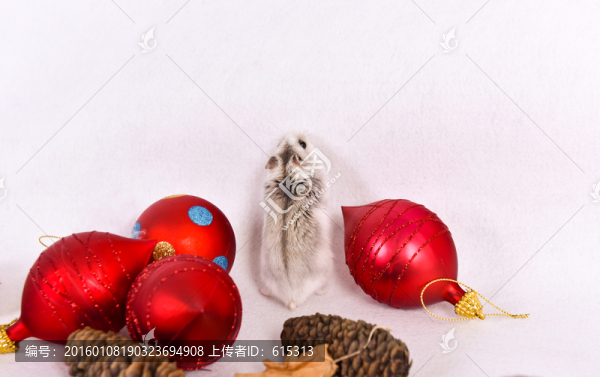 倉鼠