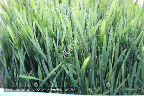 小麥草