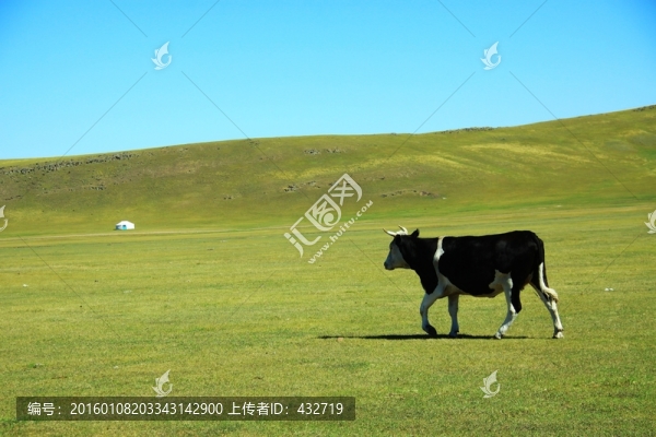 草原上的一頭牛和蒙古包