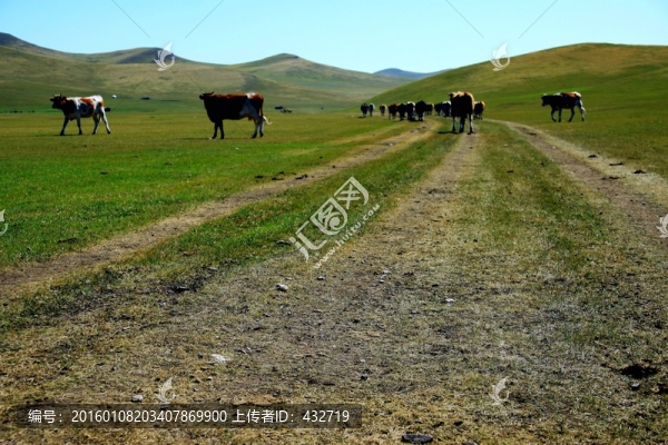 草原上的路與牛群